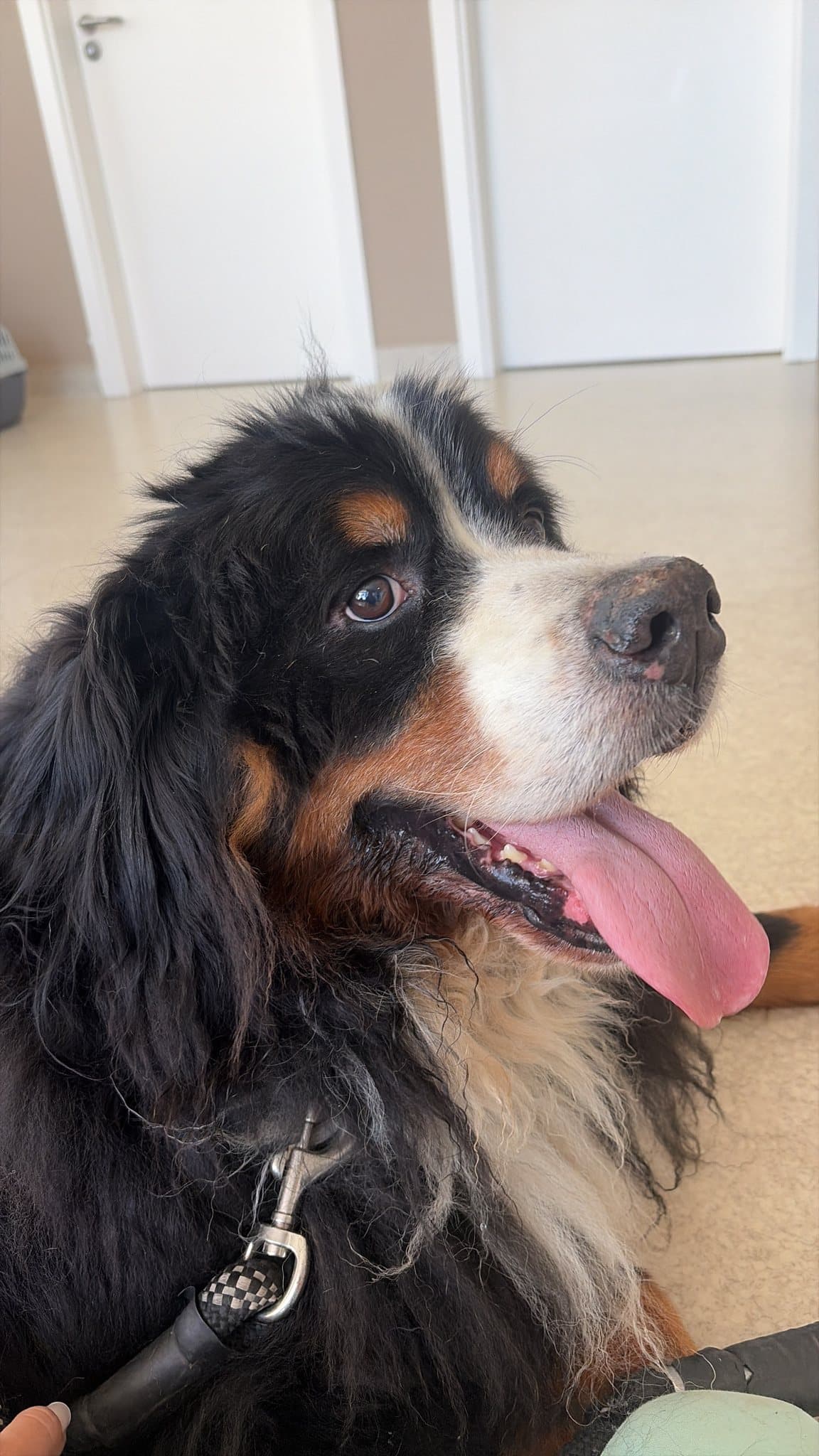 A happy Bernese mountain dog at home