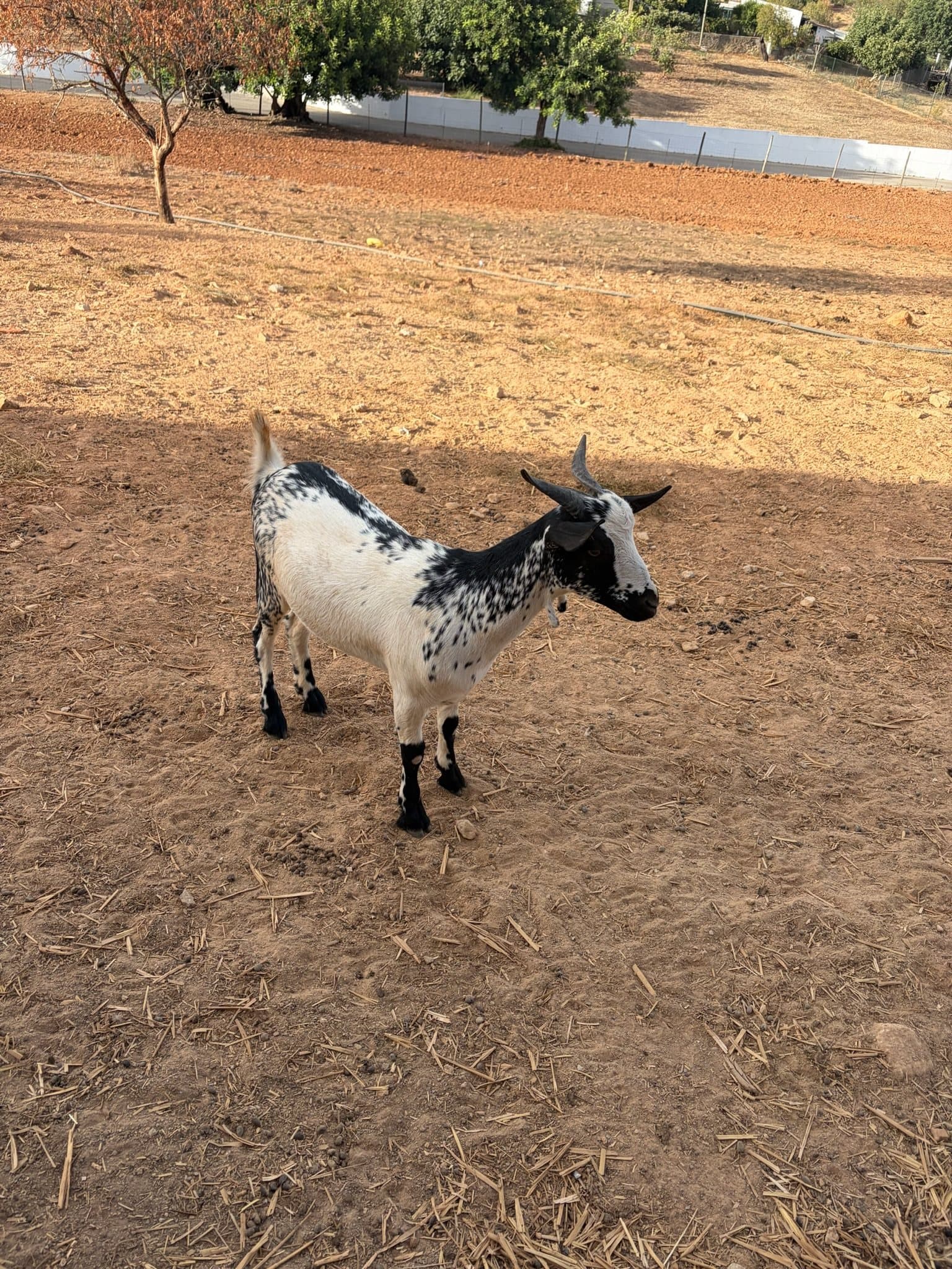 A black and white goat on a sunny Algarve farm