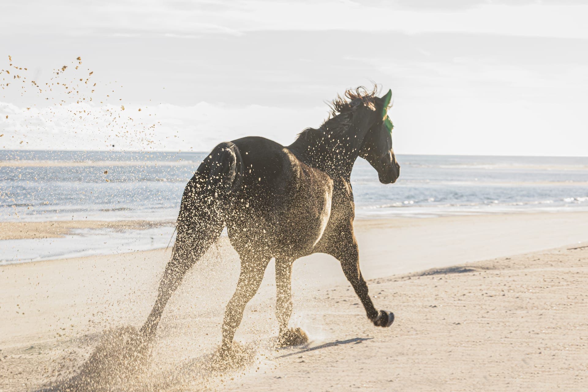 Horse on the beach