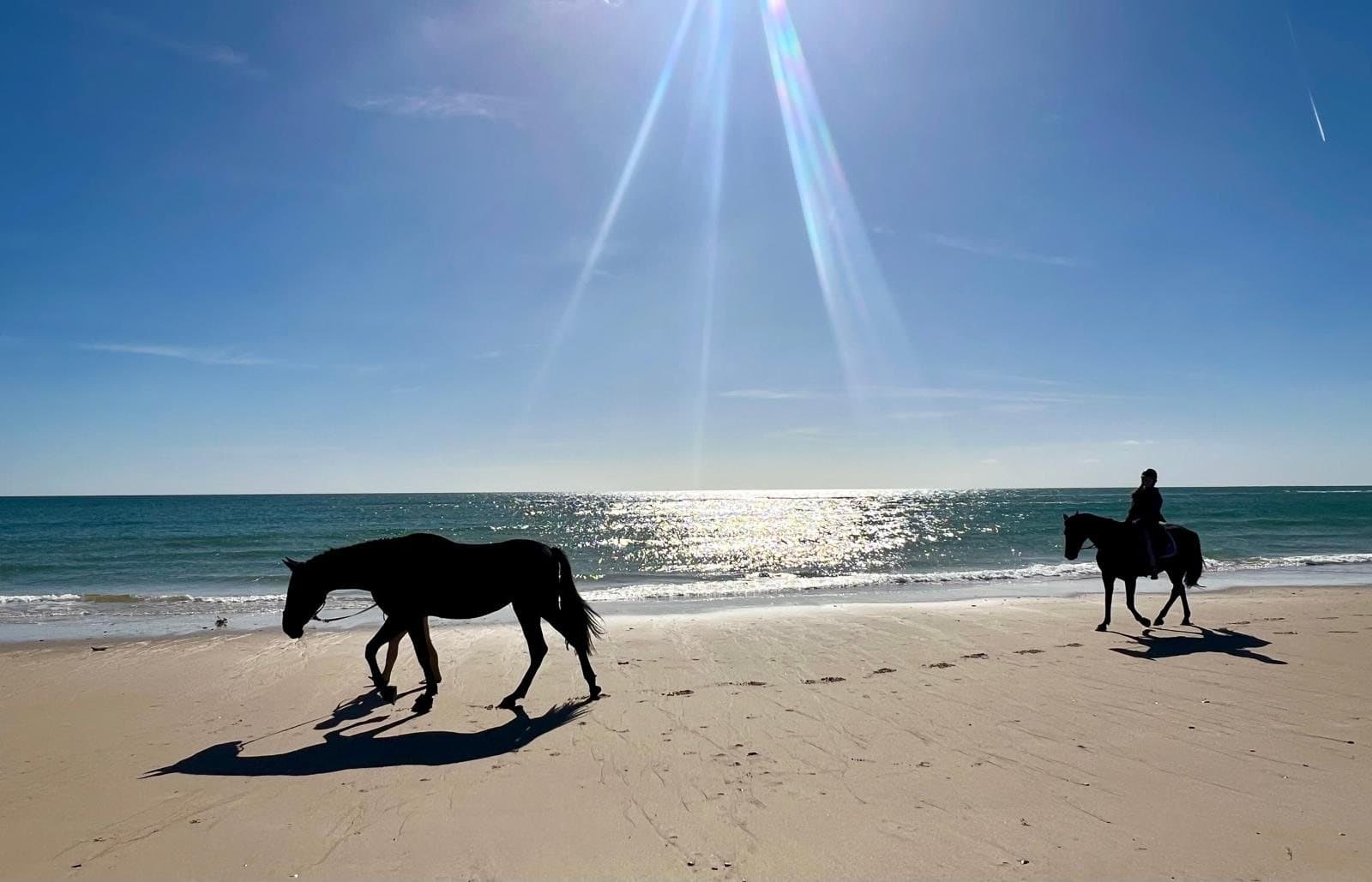 Two horses silhouetted on an Algarve beach