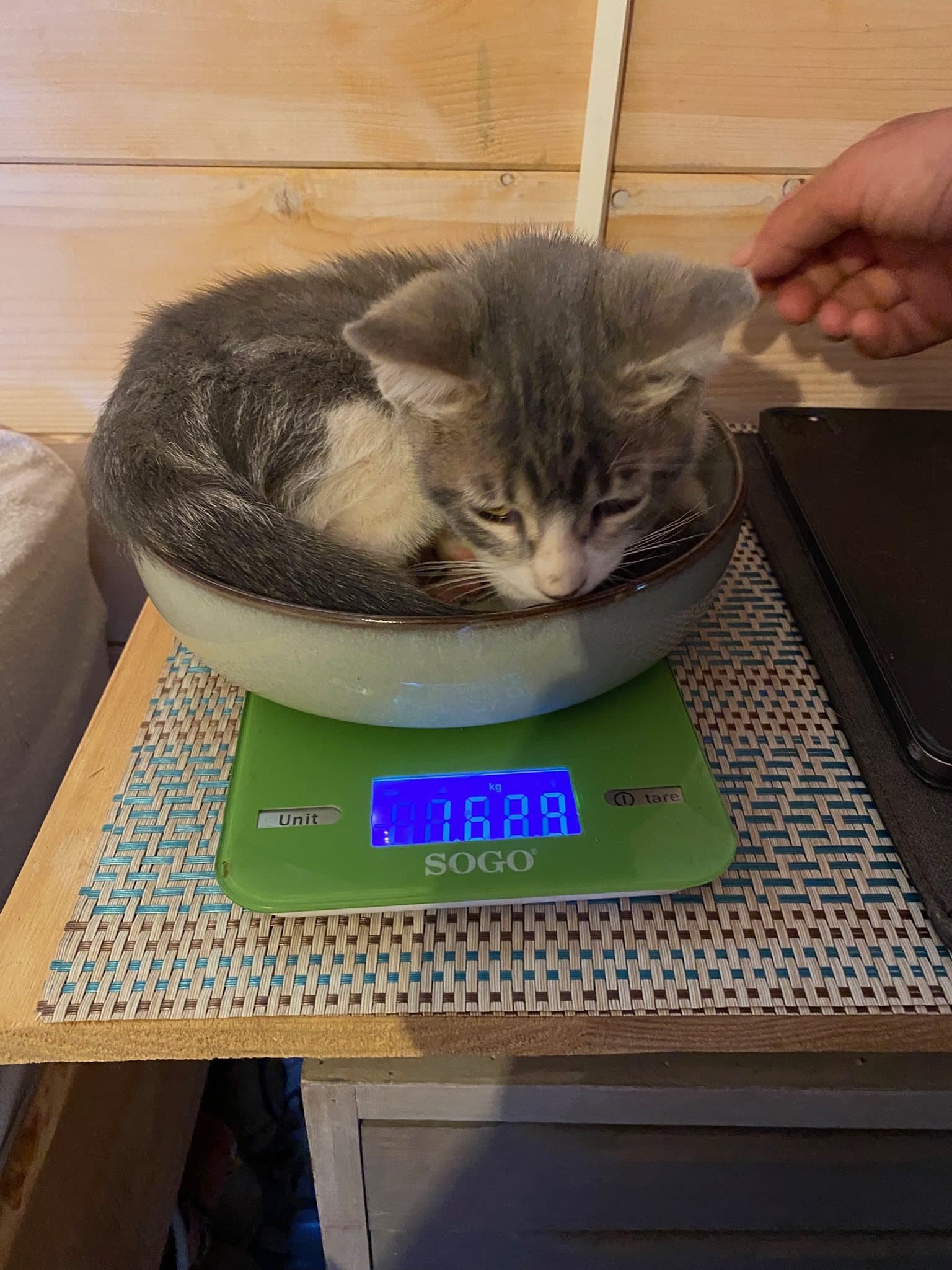 A sleepy kitten curled up in a bowl on the kitchen scale
