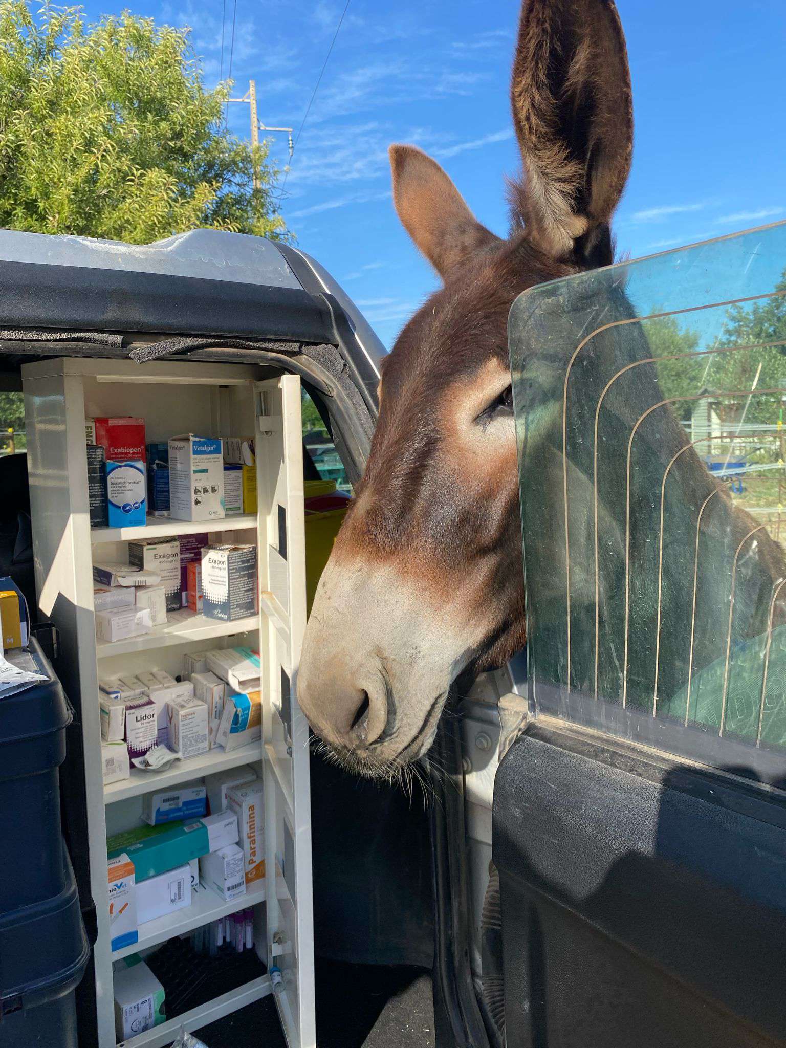 A donkey peering into the medicine cabinet in Paula's car