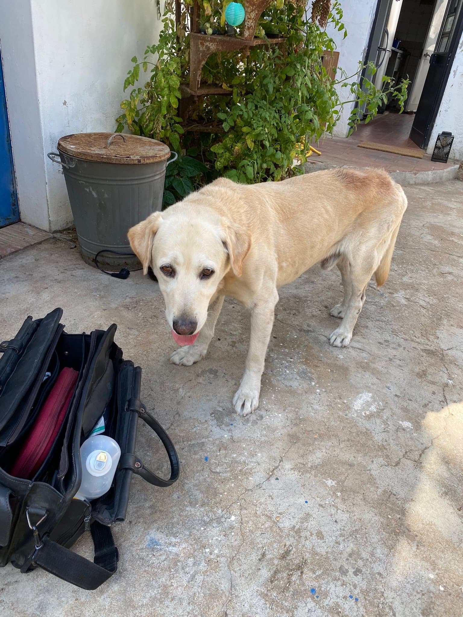 An old labrador sniffing Paula's vet bag on the terrace