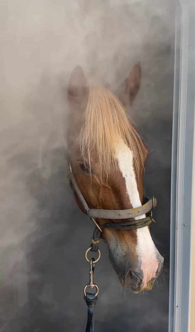 Horse during therapy