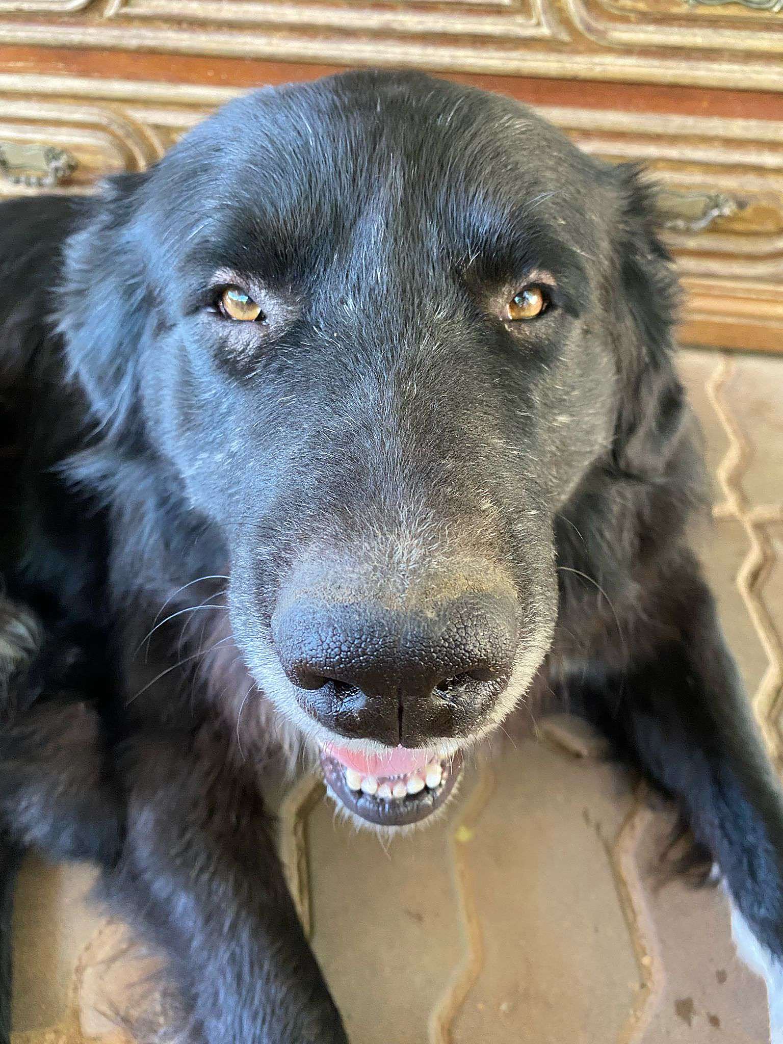 A black dog grinning on his own sofa